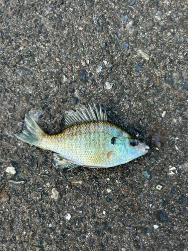 ブルーギルの釣果