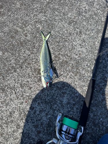 シイラの釣果