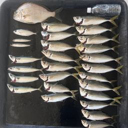 マアジ