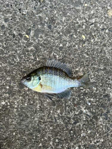 ブルーギルの釣果