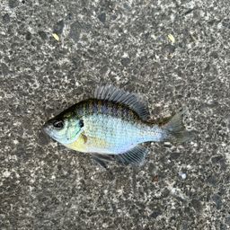 ブルーギル