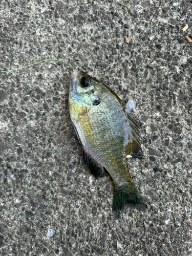 ブルーギルの釣果