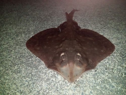 コモンカスベの釣果
