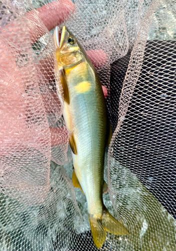 アユの釣果