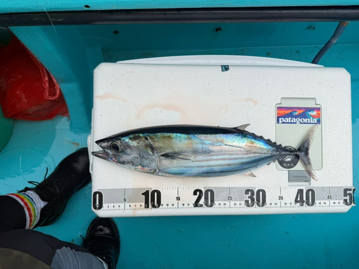 りんカムさんの釣果 2枚目の画像