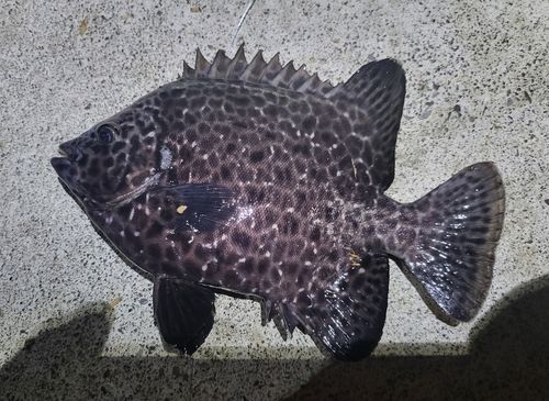 イシガキダイの釣果