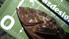 キジハタの釣果
