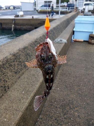 アラカブの釣果