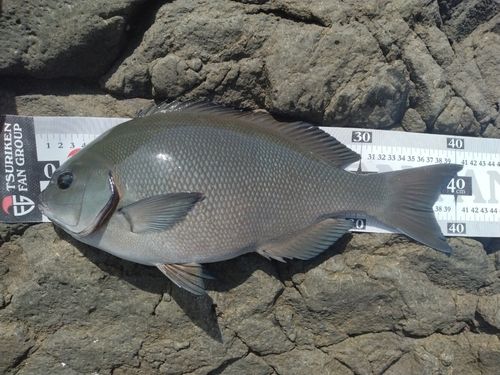オナガグレの釣果