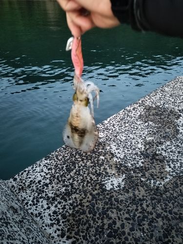 平戸島