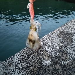 アオリイカ