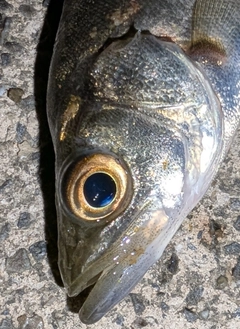 セイゴ（マルスズキ）の釣果