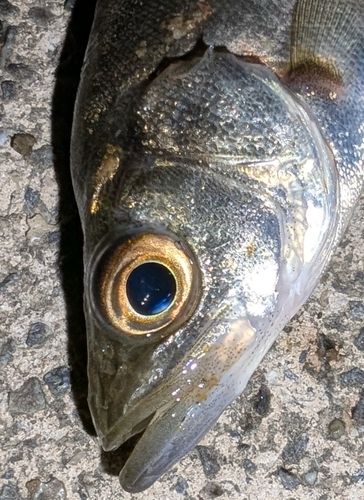三河湾