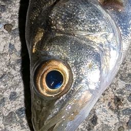 セイゴ（マルスズキ）