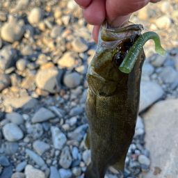 スモールマウスバス