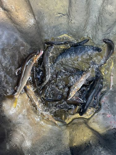 アユの釣果