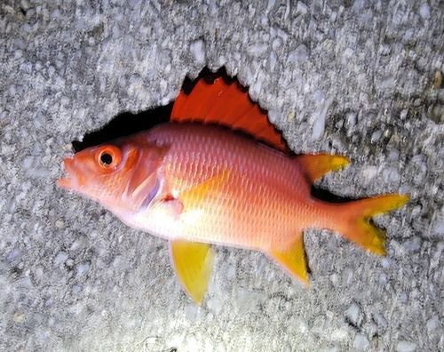 トガリエビスの釣果