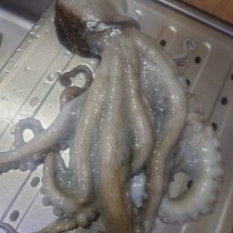 タコ