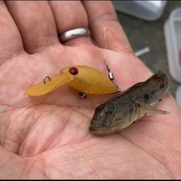 マハゼ