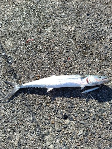 サゴシの釣果