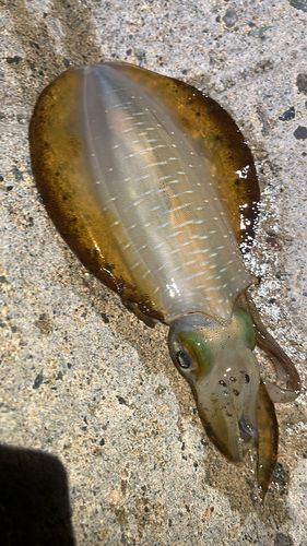 アオリイカの釣果