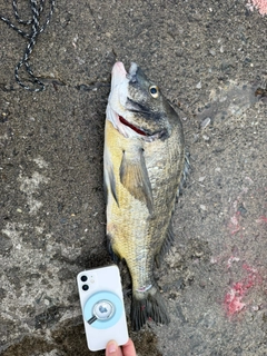 釣果