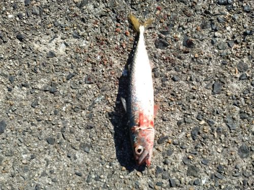 サバの釣果