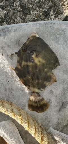 カワハギの釣果