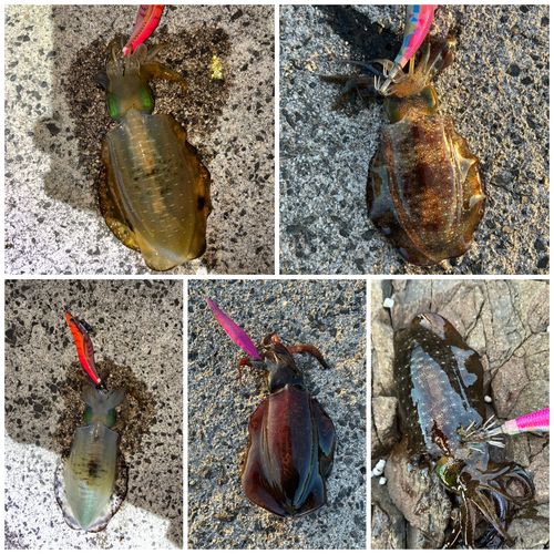 アオリイカの釣果