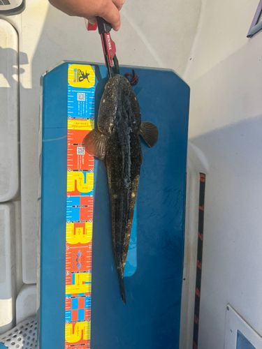 マゴチの釣果