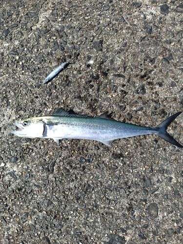 サゴシの釣果