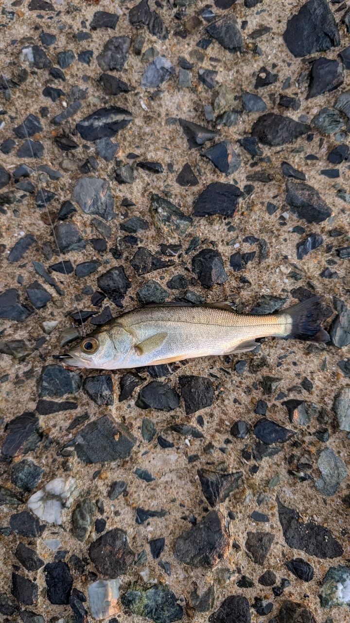 セイゴ（マルスズキ）