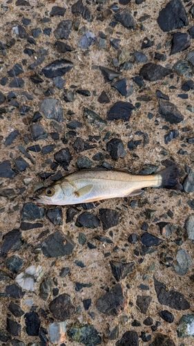 セイゴ（マルスズキ）の釣果