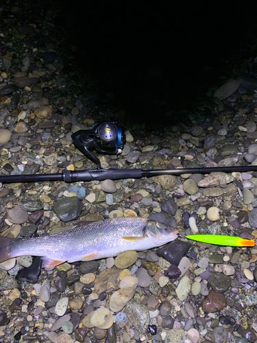 ウグイの釣果