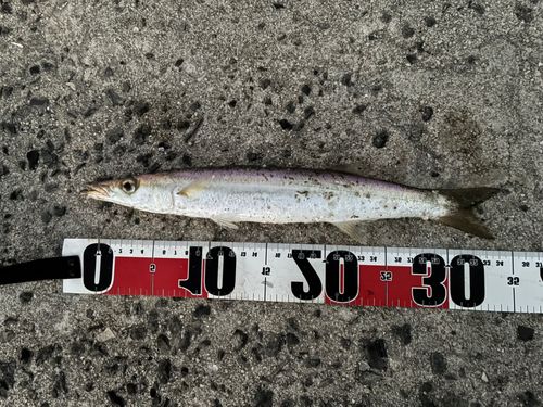 カマスの釣果