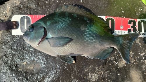 東伊豆