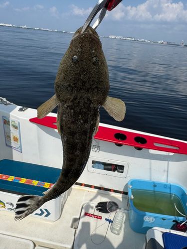 マゴチの釣果
