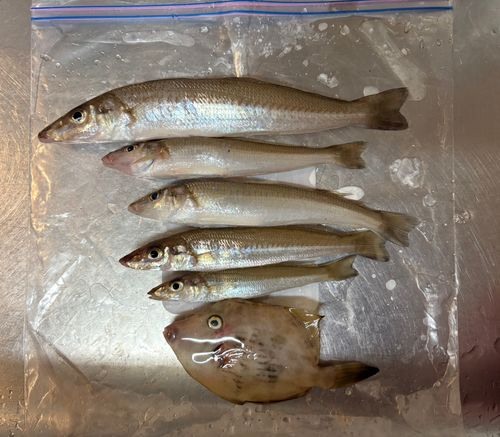 キスの釣果