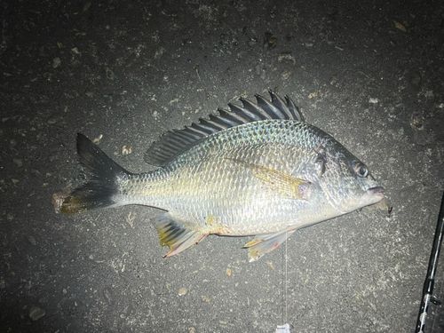 キビレの釣果