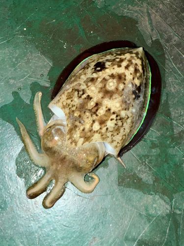 コウイカの釣果