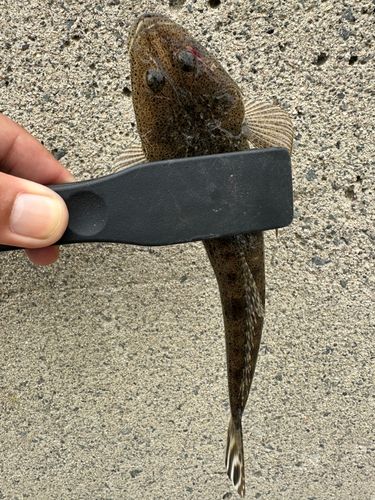 マゴチの釣果
