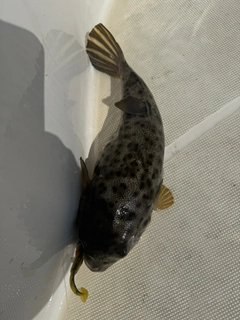 アカメフグの釣果