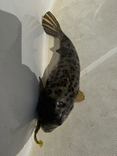 アカメフグの釣果