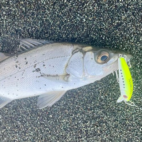 セイゴ（ヒラスズキ）の釣果