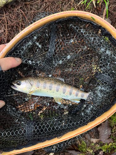 アマゴの釣果