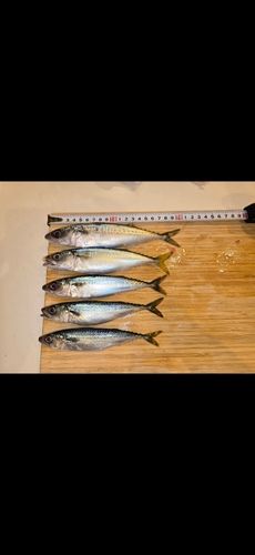 マサバの釣果
