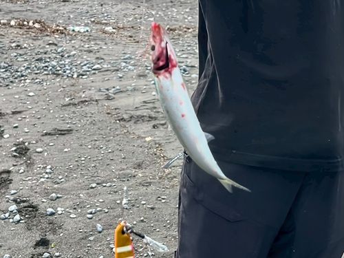 ウルメイワシの釣果