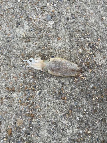 モンゴウイカの釣果