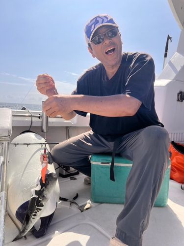 トラフグの釣果