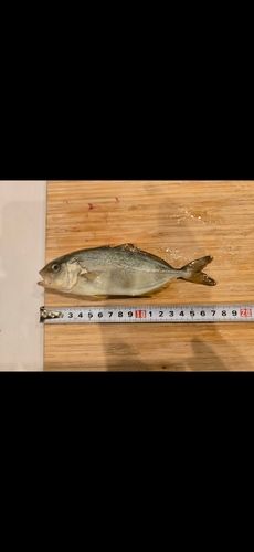 ショゴの釣果